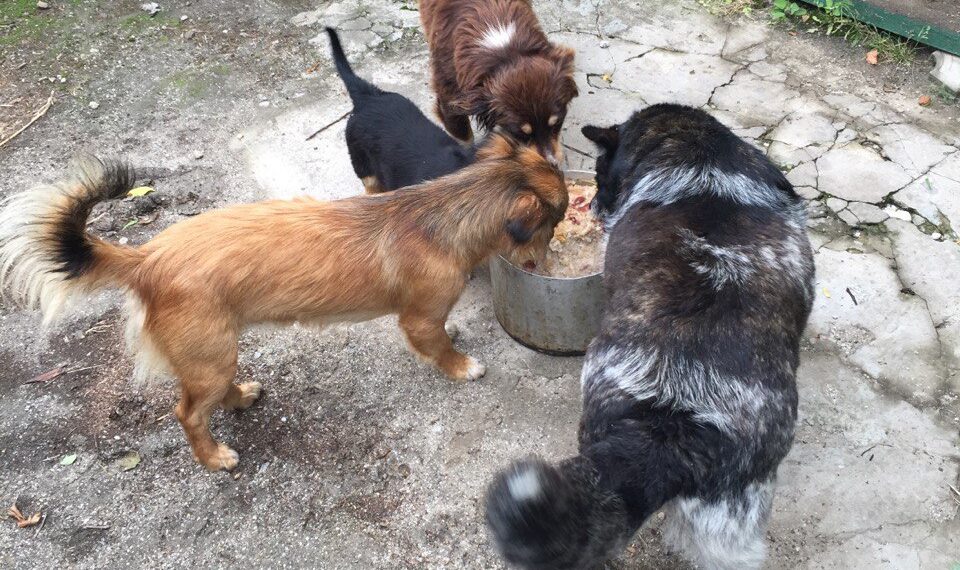 З турботою про мужніх і незламних: волонтерка з Херсонщини рятує тварин та допомагає військовим