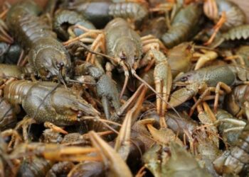 Заборона вилову раків на Дніпровщині