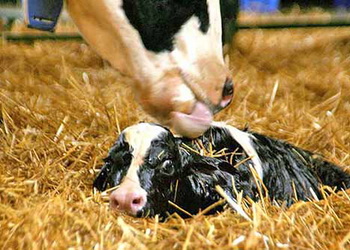 Цього року на сільгосппідприємствах Миколаївщини народилося понад 3 тис. телят – Економіка