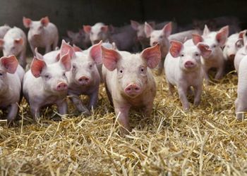 Для яких груп свиней пробіотики найдієвіші – Економіка
