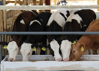 Сода здатна замінити буферні речовини у раціоні корів – Економіка