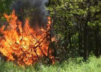 На Київщині найближчими днями попереджають про пожежну небезпеку | Київщіна