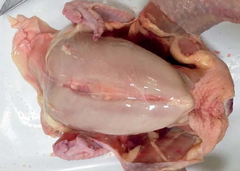 Як температурний чинник позначається на якості тушки бройлера – Економіка