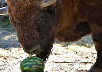 У Київському зоопарку зубри та бізони цими вихідними доєдналися до “збагачення середовища” (фото, відео) | Київщіна