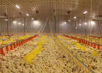 За вищої щільності посадки птиці повільніше втрачається тепло – Економіка