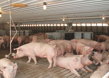 Гепатопатії у свиней тривалий час перебігають без симптомів – Економіка