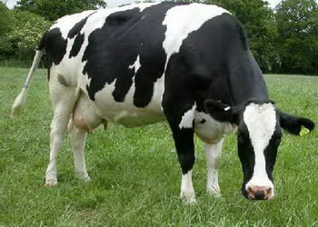 Субклінічна гіпокальціємія в корів обійдеться вчетверо дорожче за клінічну – Економіка