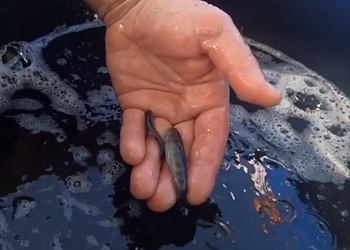 У Прут вселили понад 11 тис. екземплярів молоді струмкової форелі – Економіка