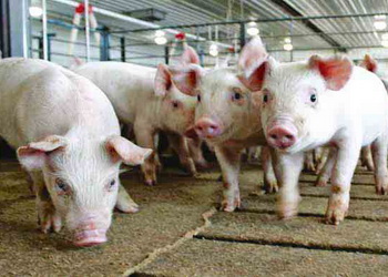 Фітобіотики як альтернатива антибіотикам у період відлучення поросят – Економіка