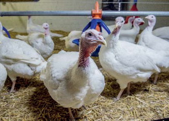 На геном індиків суттєво впливає селекція – Економіка