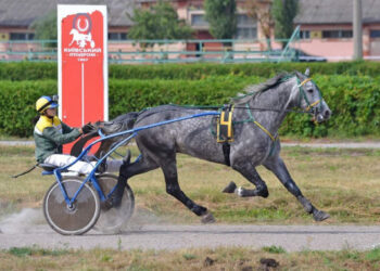 На Київському іподромі у неділю, 3 вересня, пройдуть змагання 42 коней рисистих порід | Київщіна