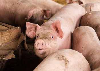 Ціни на живець свиней стабілізувалися – Економіка