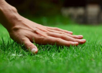 В Обухові вкладуть 180 тис. гривень в газонну траву для футбольних полів | Київщіна