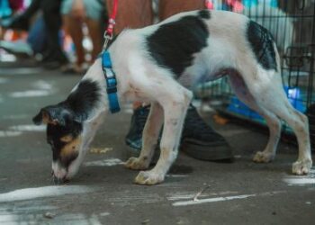 Миколаївців запрошують на виставку-прилаштування собак » Новини Миколаїва