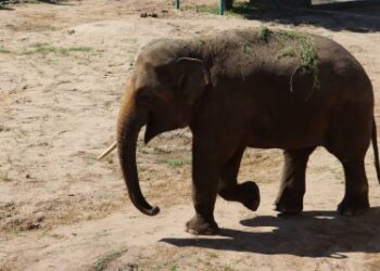 Миколаївський зоопарк запрошує відвідувачів » Новини Миколаїва