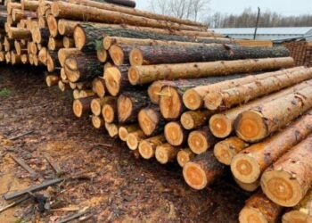 На Львівщині директор лісництва незаконно вирубав дерев на 3 млн грн – Перший львівській портал