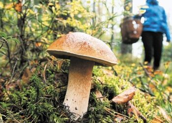 На Львівщині зафіксували перший смертельний випадок від отруєння грибами – Перший львівській портал