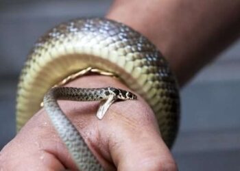 На Львівщині жінку вкусила змія. Як вберегтися – Перший львівській портал