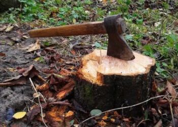 На Сумщині в агролісгоспі невідомі нарубали дерев на 800 тисяч гривень – Суми та область