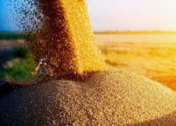 На Сумщині завершилося збирання ранніх зернових та технічних культур – Суми та область