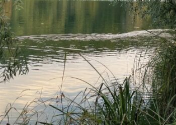 Один зі ставків в Обухівській громаді обшукують на наявність мін