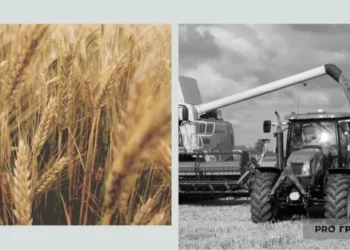Односторонніх рішень більше не буде? Що змінилося у справі по експорту українського зерна | Економіка