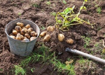 Подробиці трагедії: мешканця Великописарівщини російський снаряд вбив під час копання картоплі – Суми та область