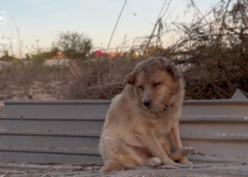 Собака, який постраждав від ракетного обстрілу в Сумах, помер – Суми та область