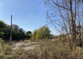 Сумське товариство захисту тварин переїжджає: потрібна допомога – Суми та область