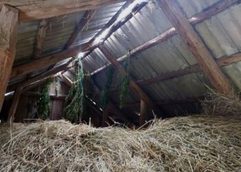 У Кролевці дівчина під дією конопель скривдила матір – Суми та область