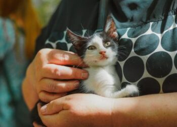 У Миколаєві відбулась виставка з прилаштування тварин, врятованих на Херсонщині » Новини Миколаїва