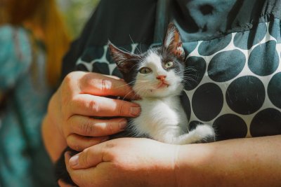 У Миколаєві відбулась виставка з прилаштування тварин, врятованих на Херсонщині » Новини Миколаїва