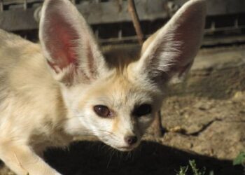 У Миколаївському зоопарку поповнення » Новини Миколаїва