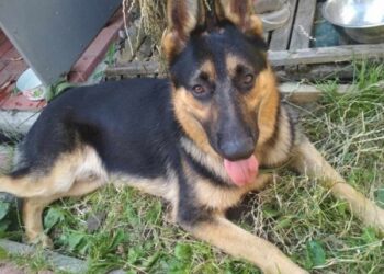 У Шостці водій пікапа збив вівчарку і покинув місце ДТП – Суми та область