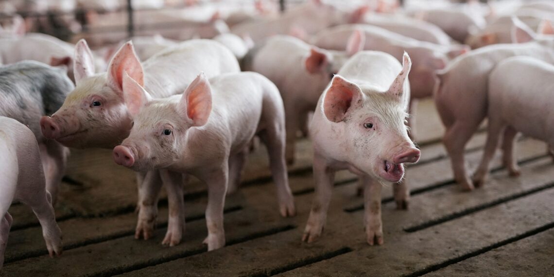 В Українській громаді зафіксували спалах африканської чуми свиней