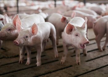 В Українській громаді зафіксували спалах африканської чуми свиней