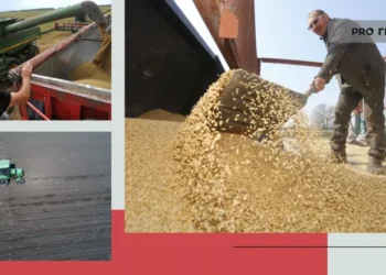 Затишшя перед бурею? Що зараз відбувається з цінами на зернові в Україні | Економіка