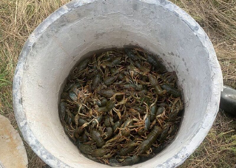 Збитків на 500 тисяч: на Вишгородщині чоловік виловлював раки у заборонений період