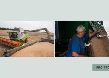 Зернове ембарго скасують? Єврокомісія незадоволена позицією Польщі, Угорщини та Словаччини | Економіка