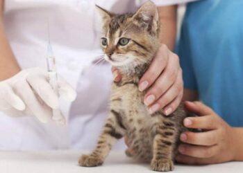 Жителі Ржищева зможуть вакцинувати тварин від сказу