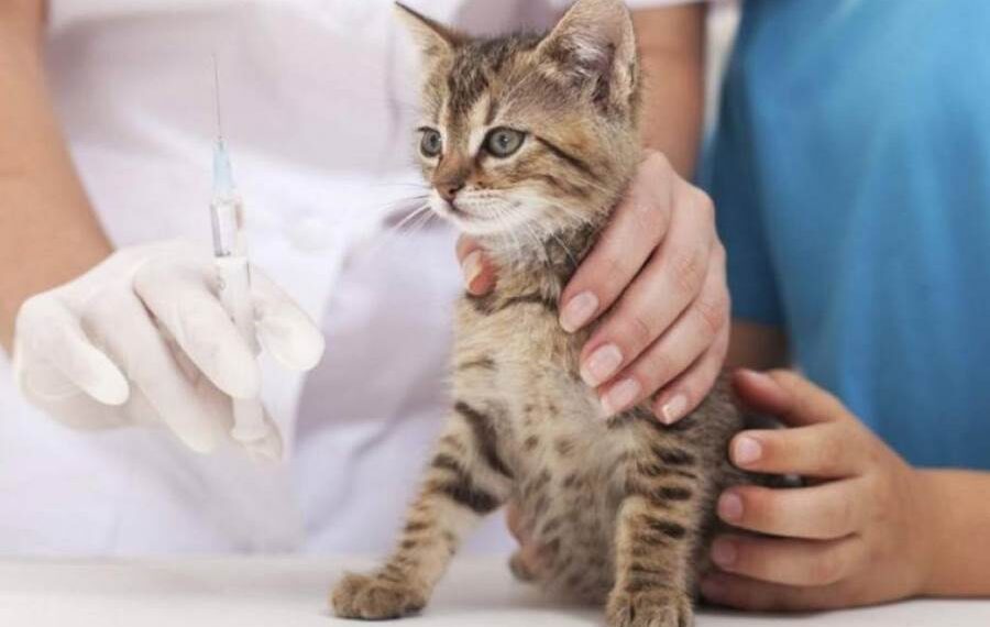 Жителі Ржищева зможуть вакцинувати тварин від сказу