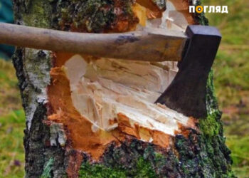 Вирубав дерев на понад 500 тис. грн: прокуратура притягнула до відповідальності лісокористувача, фото – Київщіна