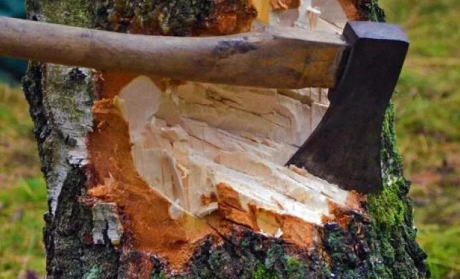 Вирубав дерев на понад 500 тис. грн: прокуратура притягнула до відповідальності лісокористувача, фото – Київщіна