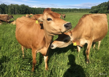 Джерсеські корови дають жирне молоко і споживають небагато кормів – Економіка