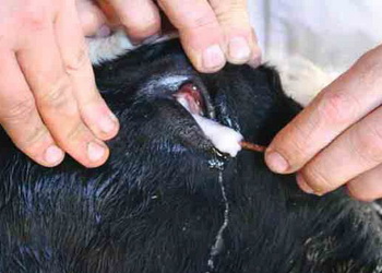 Як профілактувати телязіоз у ВРХ – Економіка