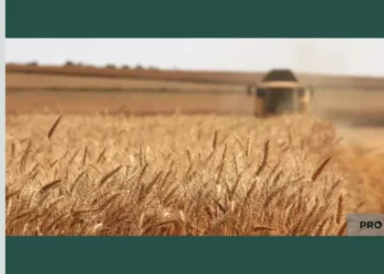 Аграрії отримають потужну підтримку — що вигадала влада | Економіка