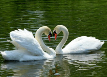 Нова домівка: двох врятованих лебедів привезли у Межигірський притулок, фото – Київщіна