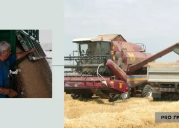 Ціни ніщо не зупинить — що відбувається з вартістю зерна 18 жовтня | Економіка