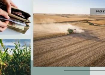 Дешевше вже не буде? Що відбувається з цінами на кукурудзу 16 жовтня | Економіка