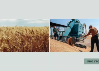 До плану ще далеко? Що буде з врожаєм зерна та з експортом до кінця 2023 року | Економіка